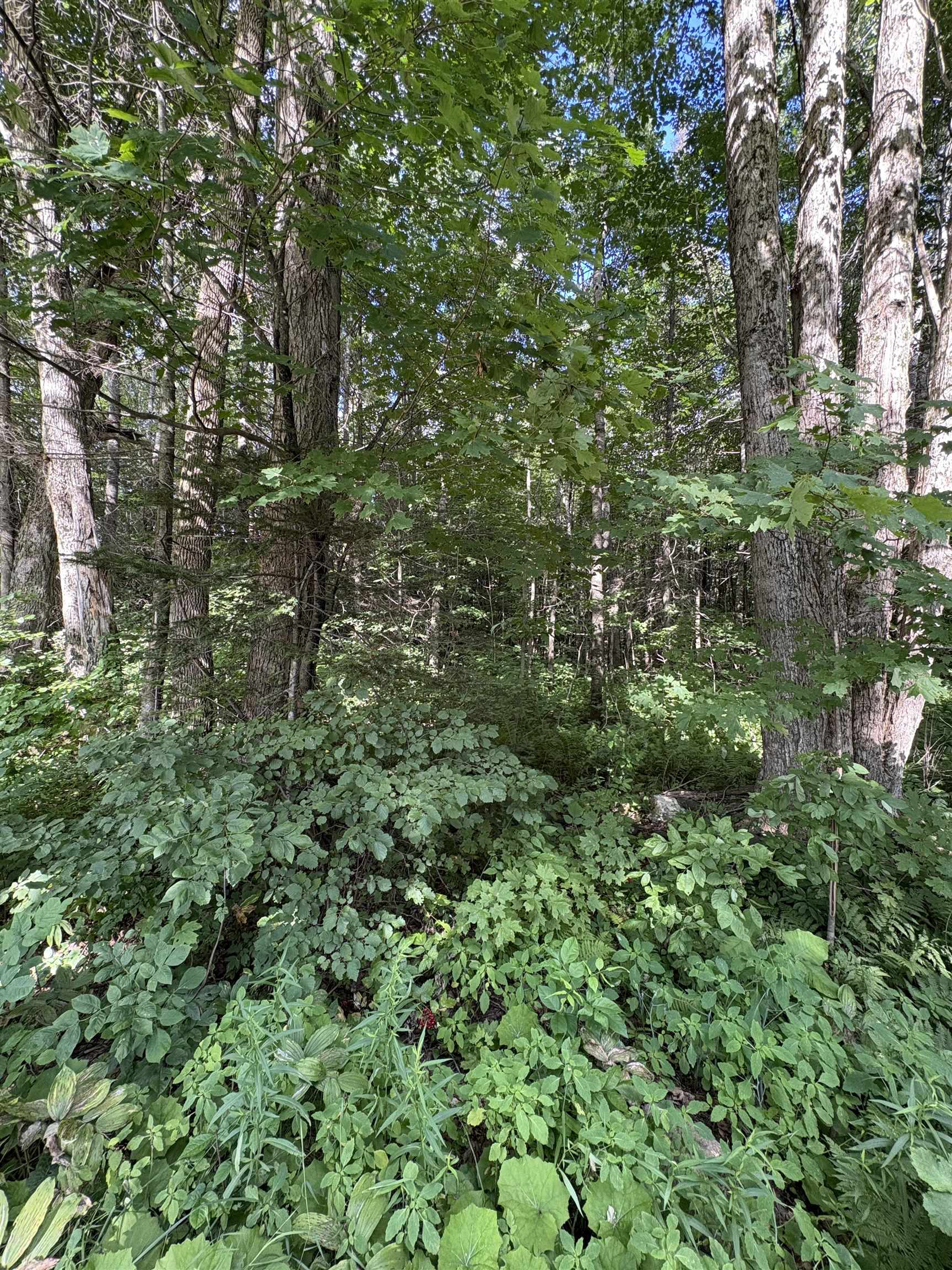 Partridge Lane Danville, VT 05828 - Photo 4 of 19