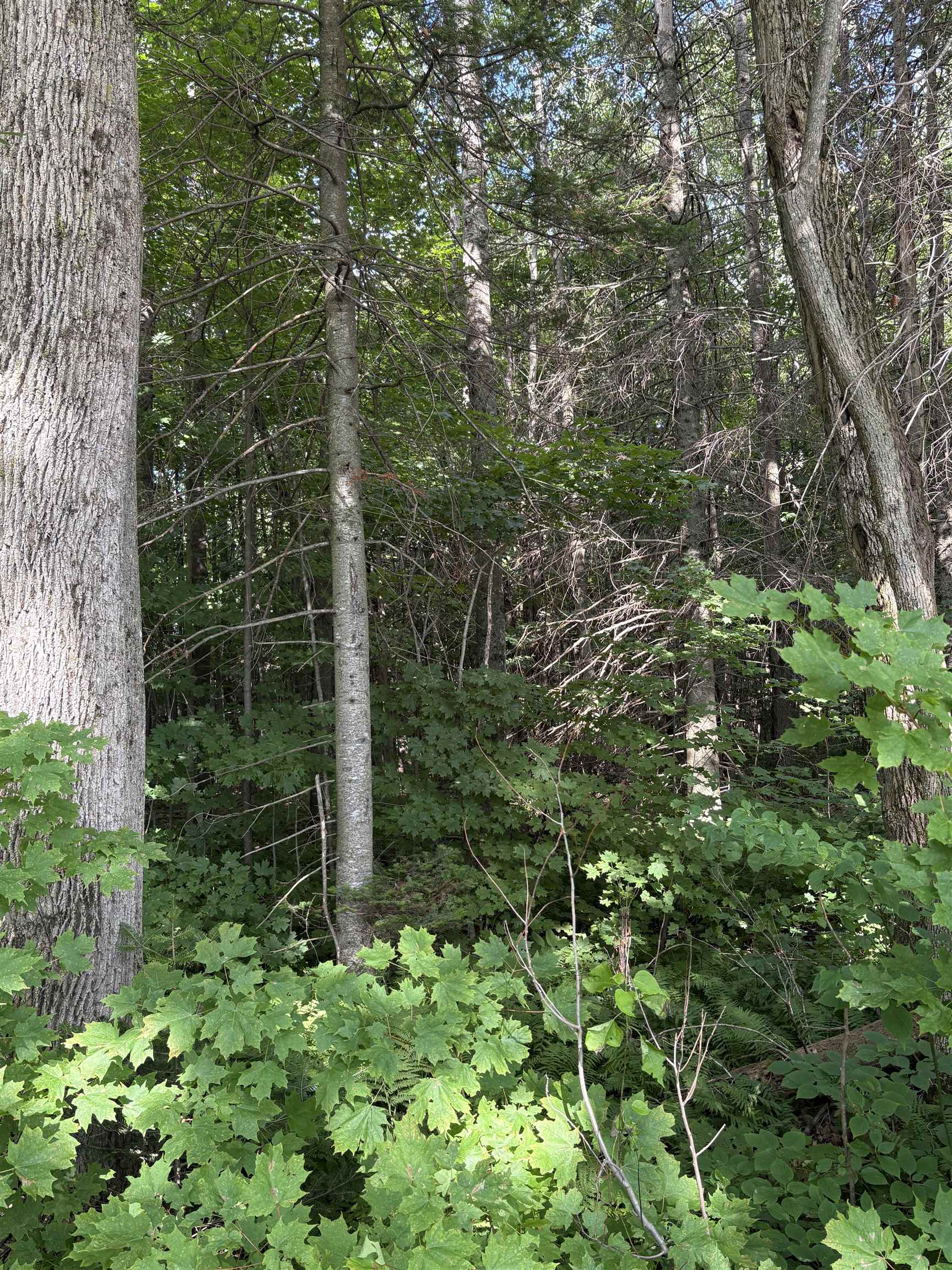 Partridge Lane Danville, VT 05828 - Photo 5 of 19