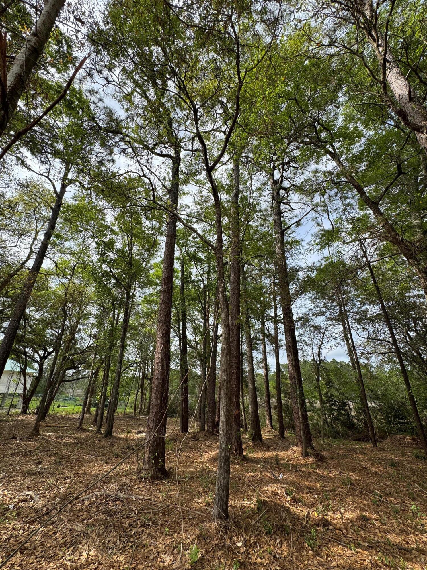 0 Ruth Court Milton, FL 32583 - Photo 2 of 9 a view of outdoor space with lots of trees