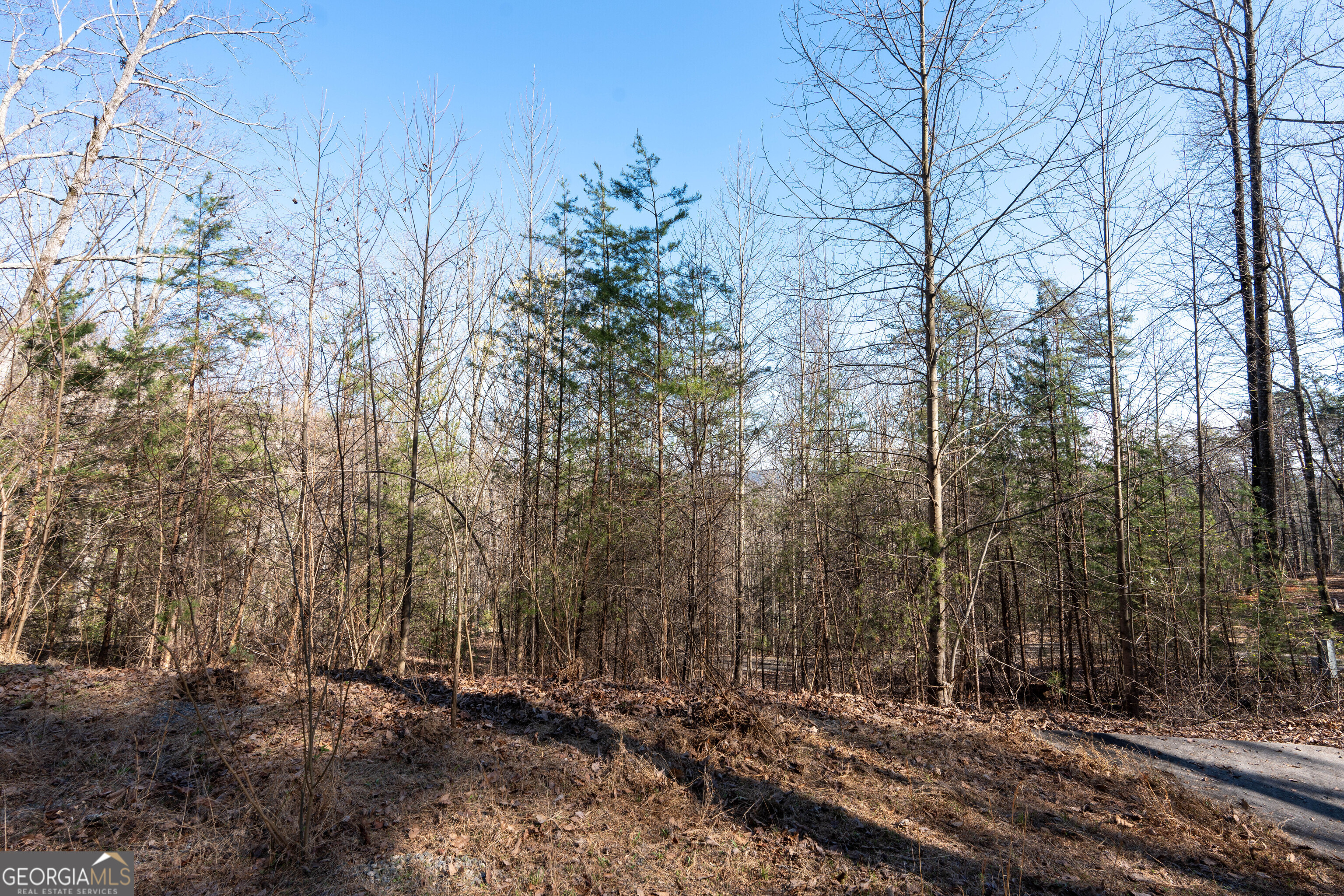 6 Chimney Mountain Road Sautee Nacoochee, GA 30571 - Photo 25 of 72 a view of a forest with trees