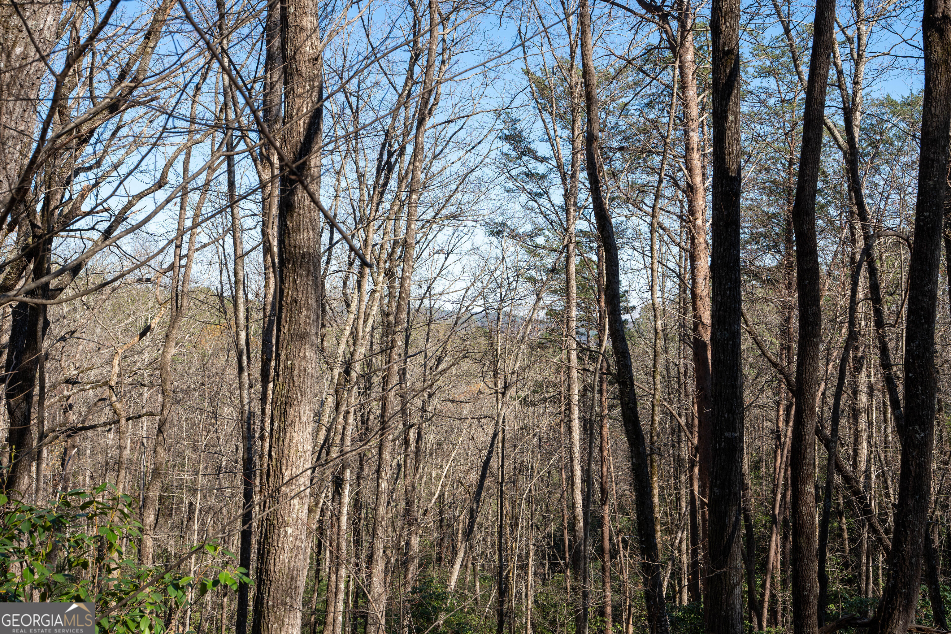6 Chimney Mountain Road Sautee Nacoochee, GA 30571 - Photo 45 of 72 a view of a yard with lots of trees