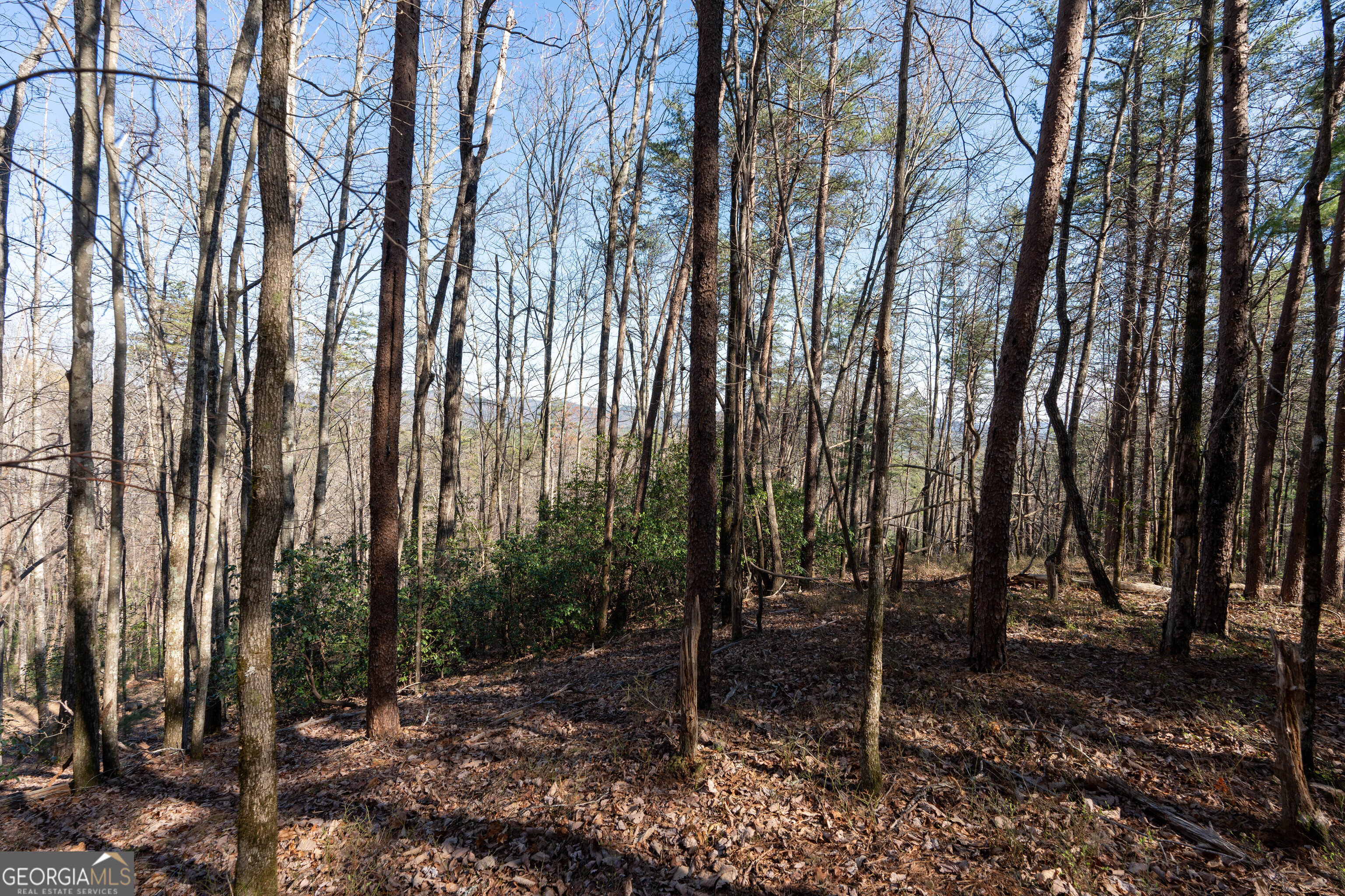 6 Chimney Mountain Road Sautee Nacoochee, GA 30571 - Photo 54 of 72 a view of a forest filled with trees