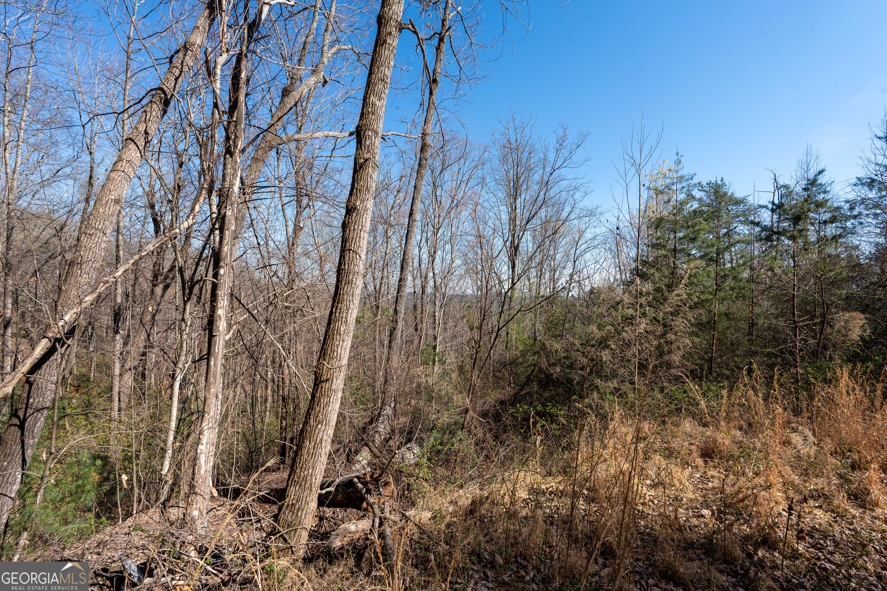 6 Chimney Mountain Road Sautee Nacoochee, GA 30571 - Photo 64 of 72 a view of a yard with trees in front of it