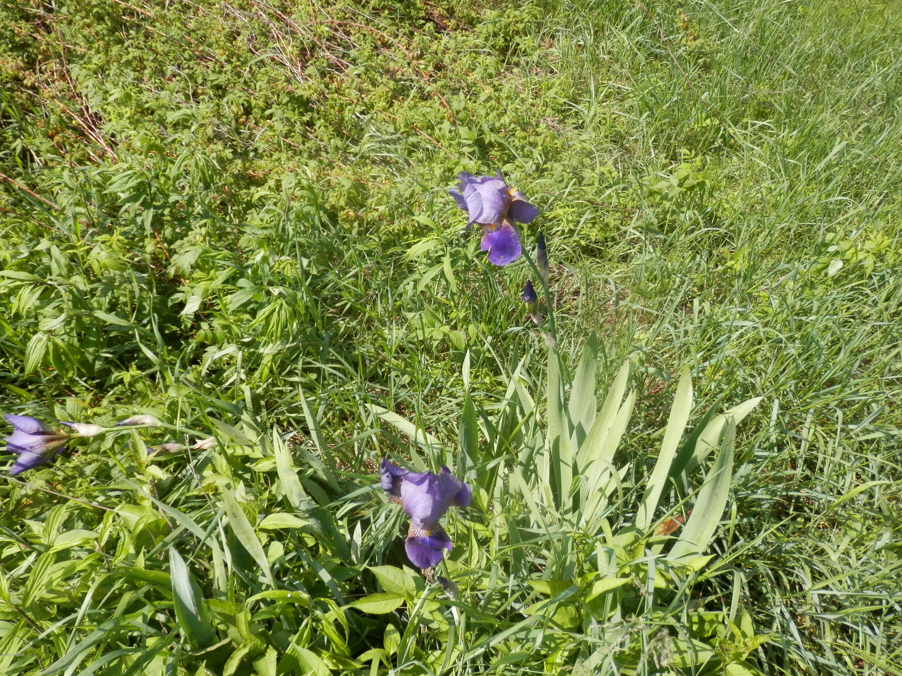 45 Lake Cross Road Pleasant Mount, PA 18453 - Photo 30 of 46 WILD LILIES