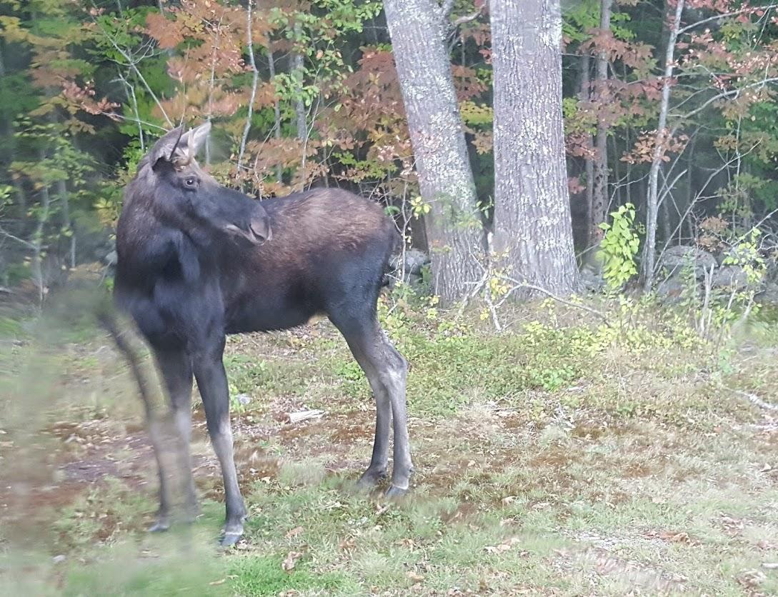 573 Morgan Bay Road Surry, ME 04684 - Photo 26 of 29 moose