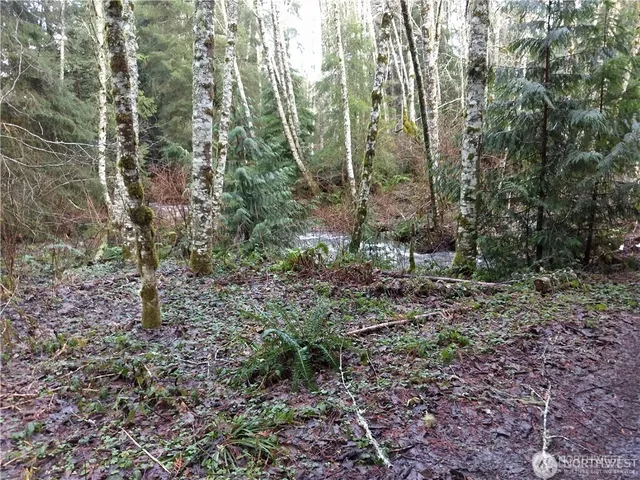 a view of a forest with trees