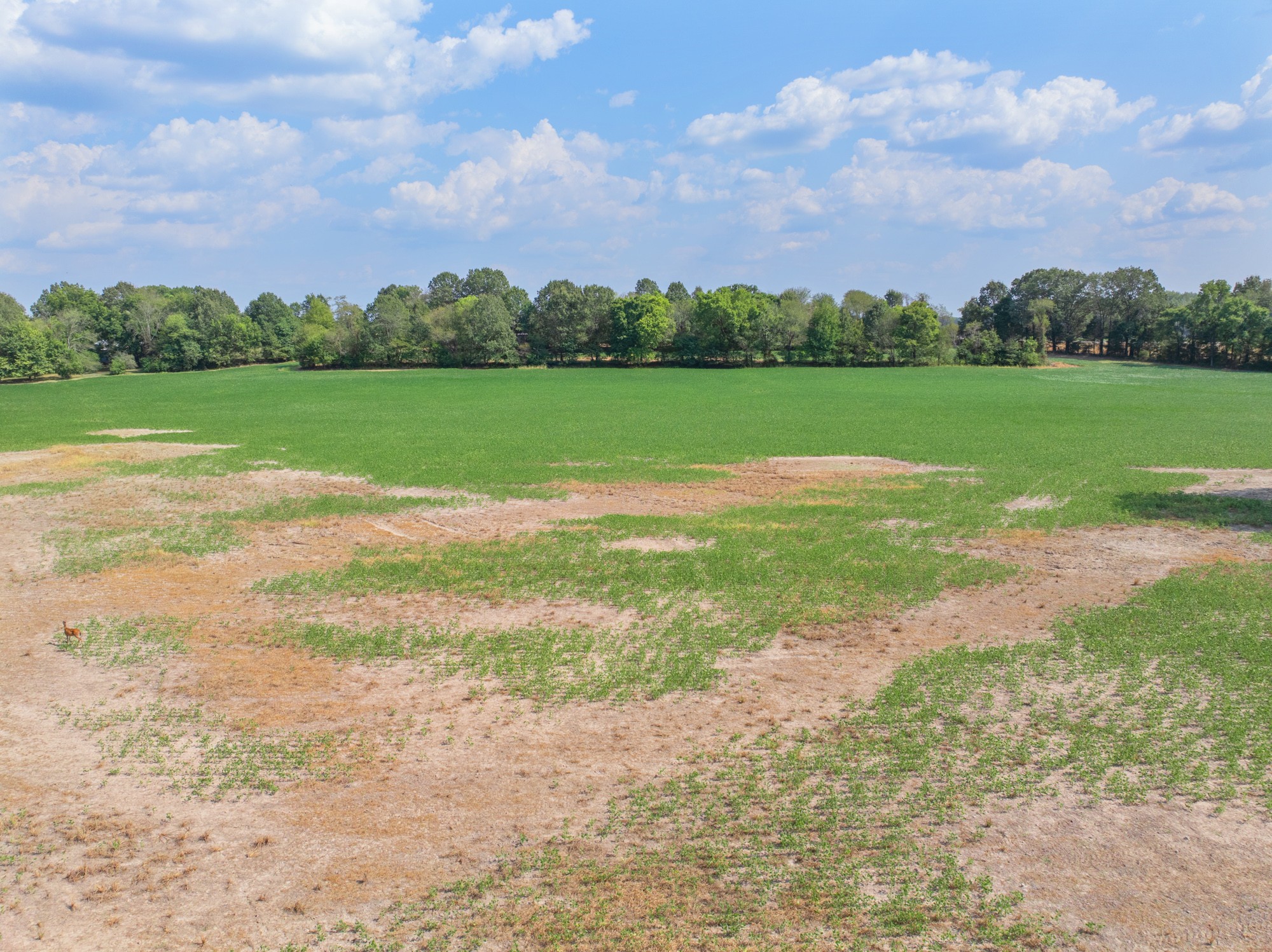 203 Peace And Harmony Road Gleason, TN 38229 - Photo 18 of 24 a view of a big yard with a house in the background