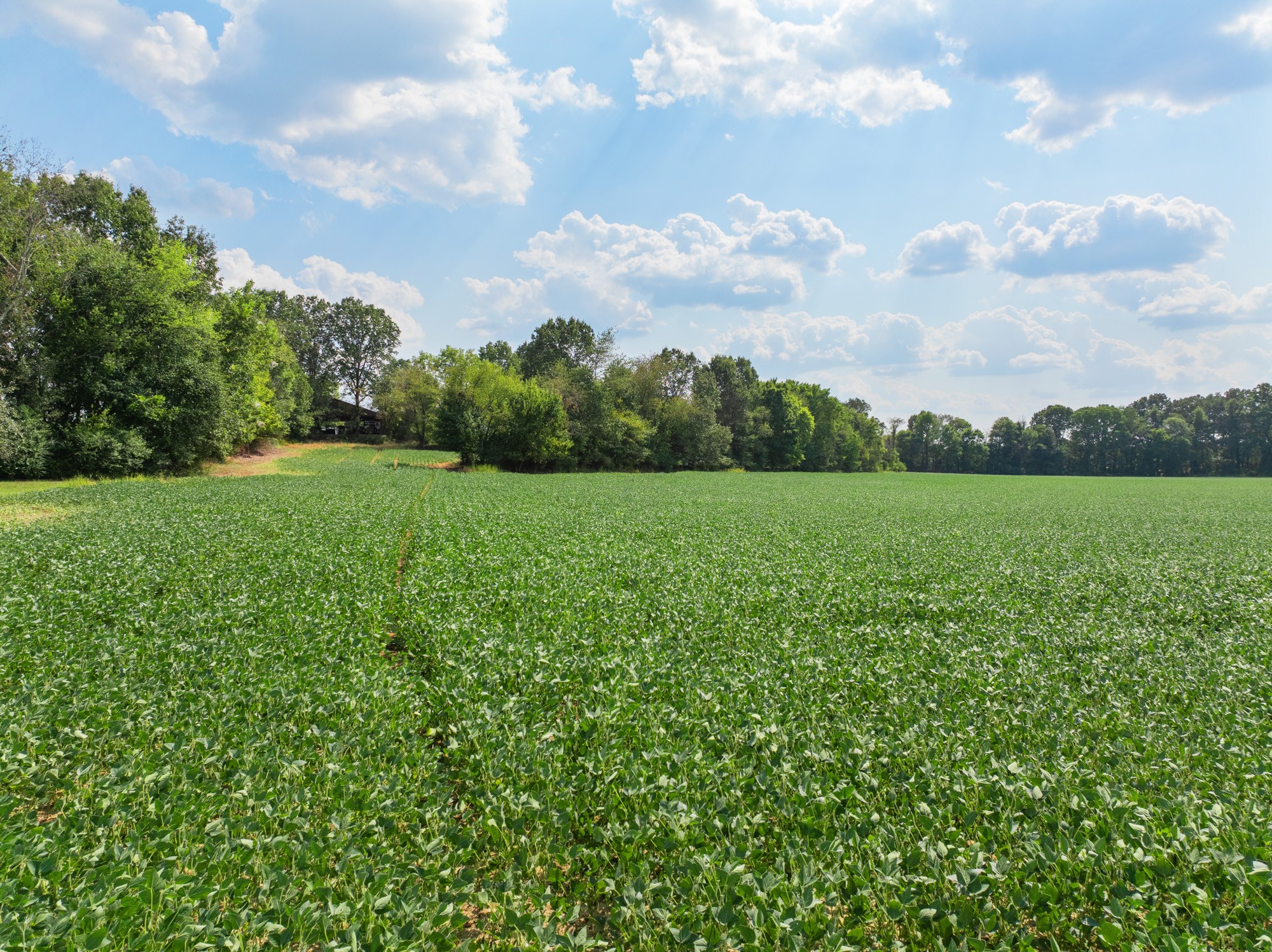 203 Peace And Harmony Road Gleason, TN 38229 - Photo 20 of 24 a view of a grassy field