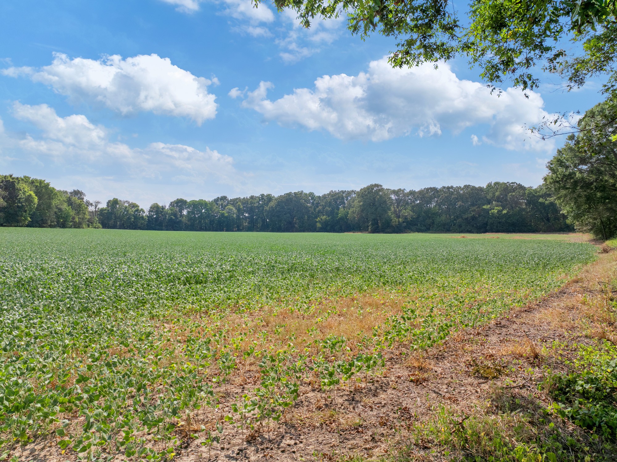 203 Peace And Harmony Road Gleason, TN 38229 - Photo 22 of 24 a view of a lake with a big yard