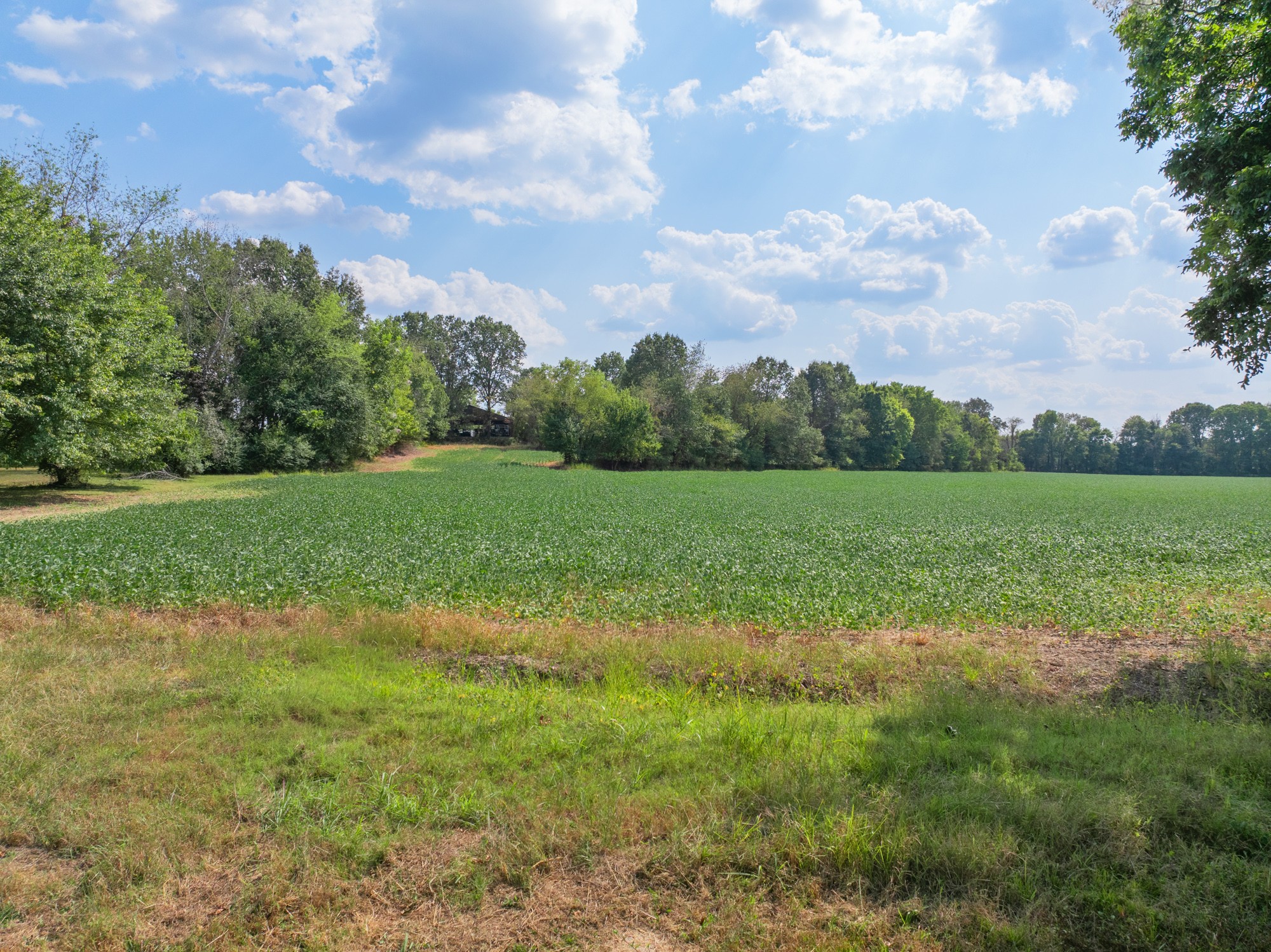 203 Peace And Harmony Road Gleason, TN 38229 - Photo 23 of 24 a view of a big yard with plants and a large tree