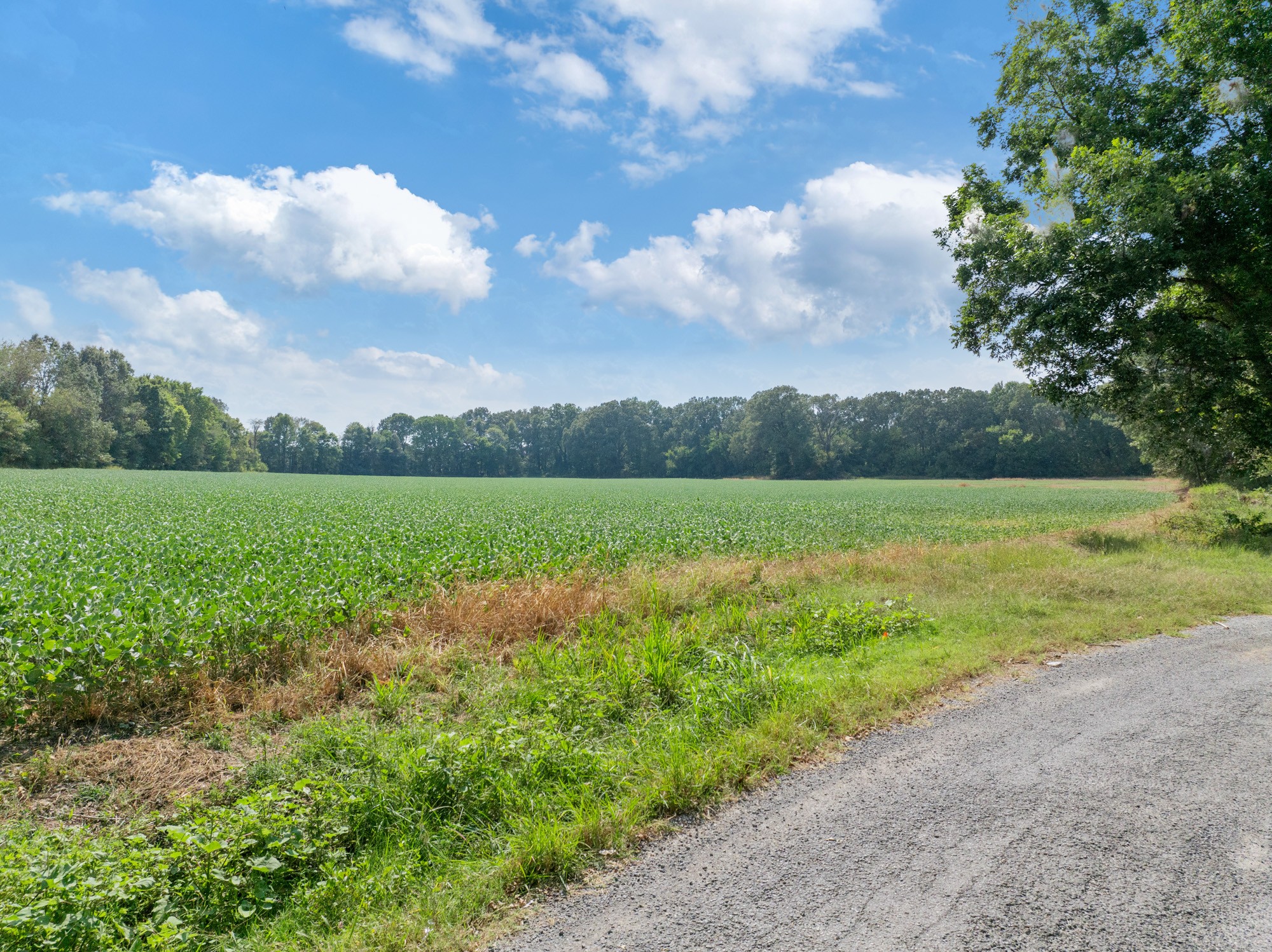203 Peace And Harmony Road Gleason, TN 38229 - Photo 3 of 24 a view of a garden with an outdoor space