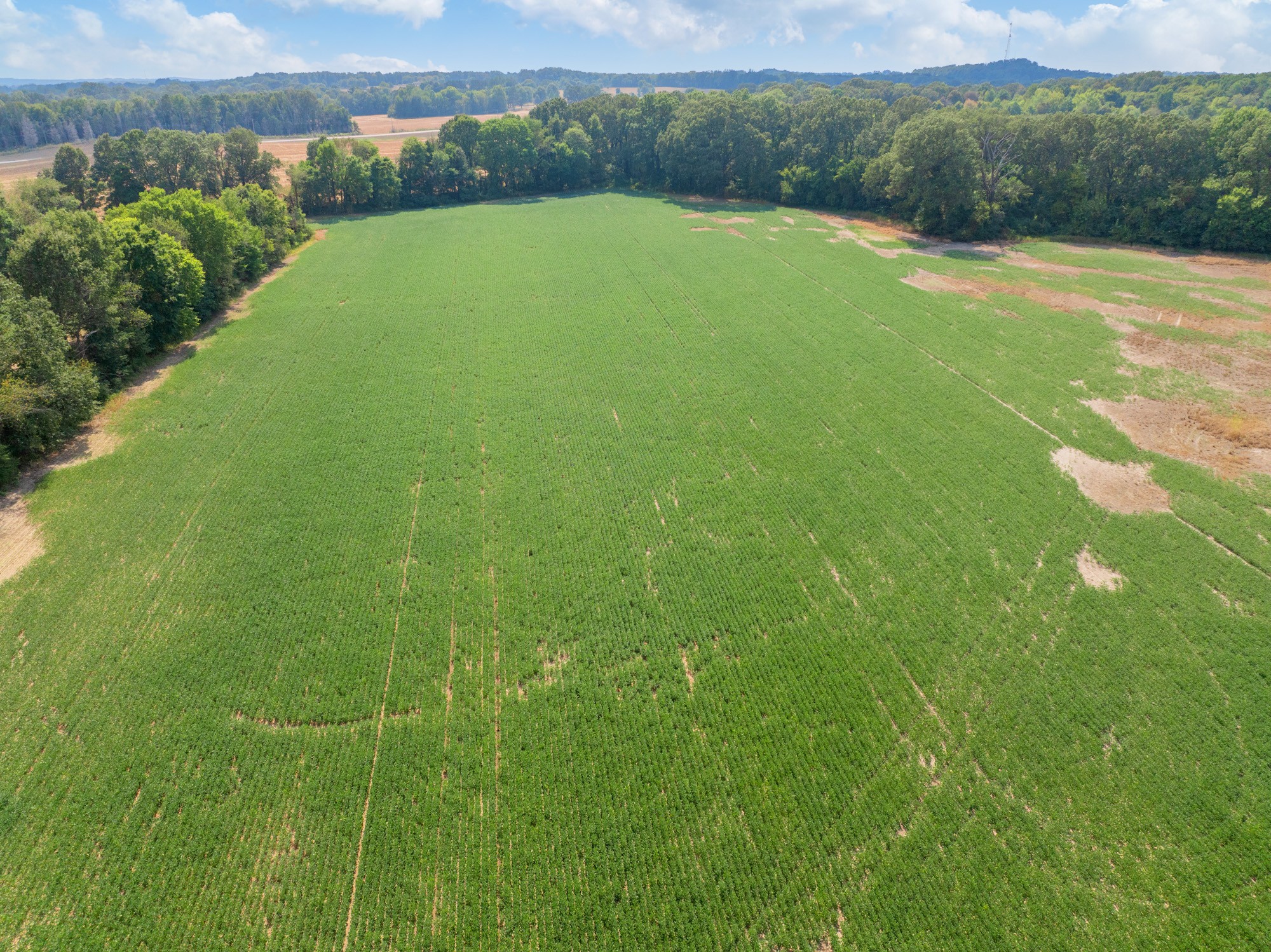 203 Peace And Harmony Road Gleason, TN 38229 - Photo 5 of 24 a view of a big yard with plants and large trees