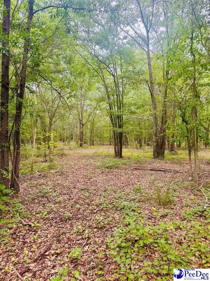 Skeeter Lane McColl, SC 29570 - Photo 13 of 23 Gallery Image 13