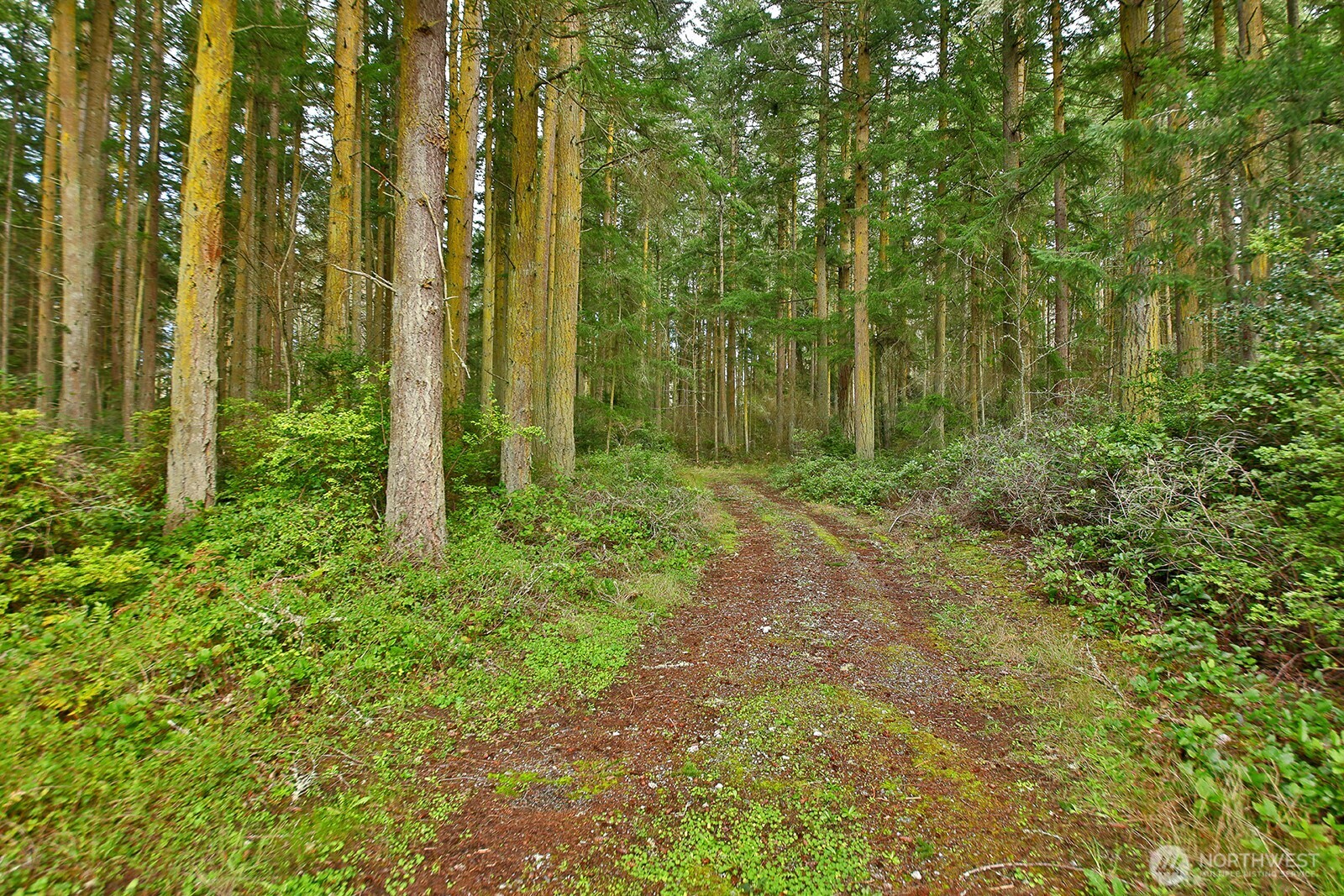 a view of backyard with green space