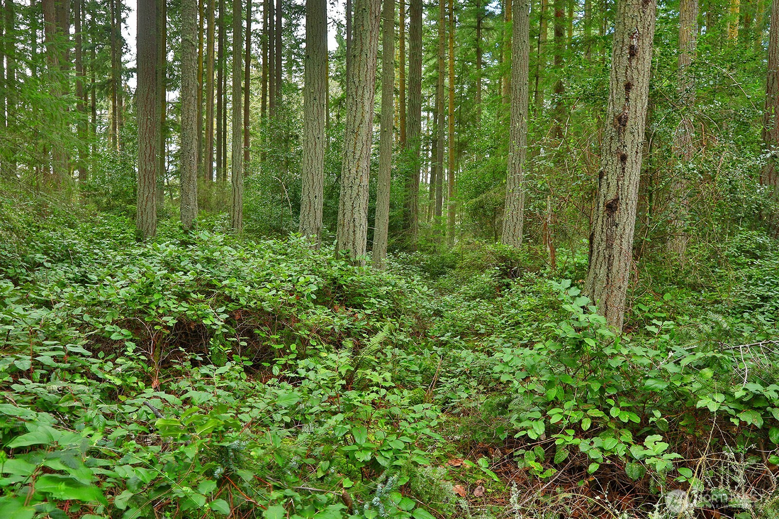 -xxx Mutiny Bay Road Freeland, WA 98249 - Photo 13 of 27 a view of a lush green forest