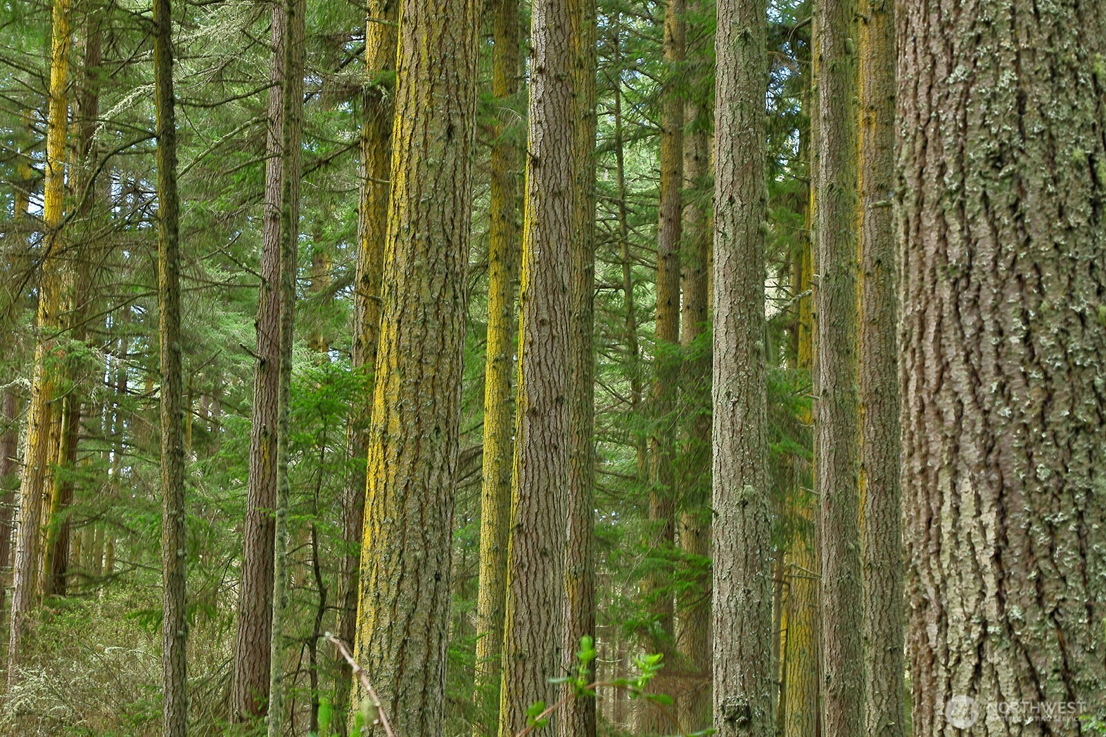 -xxx Mutiny Bay Road Freeland, WA 98249 - Photo 14 of 27 a view of a lush green forest