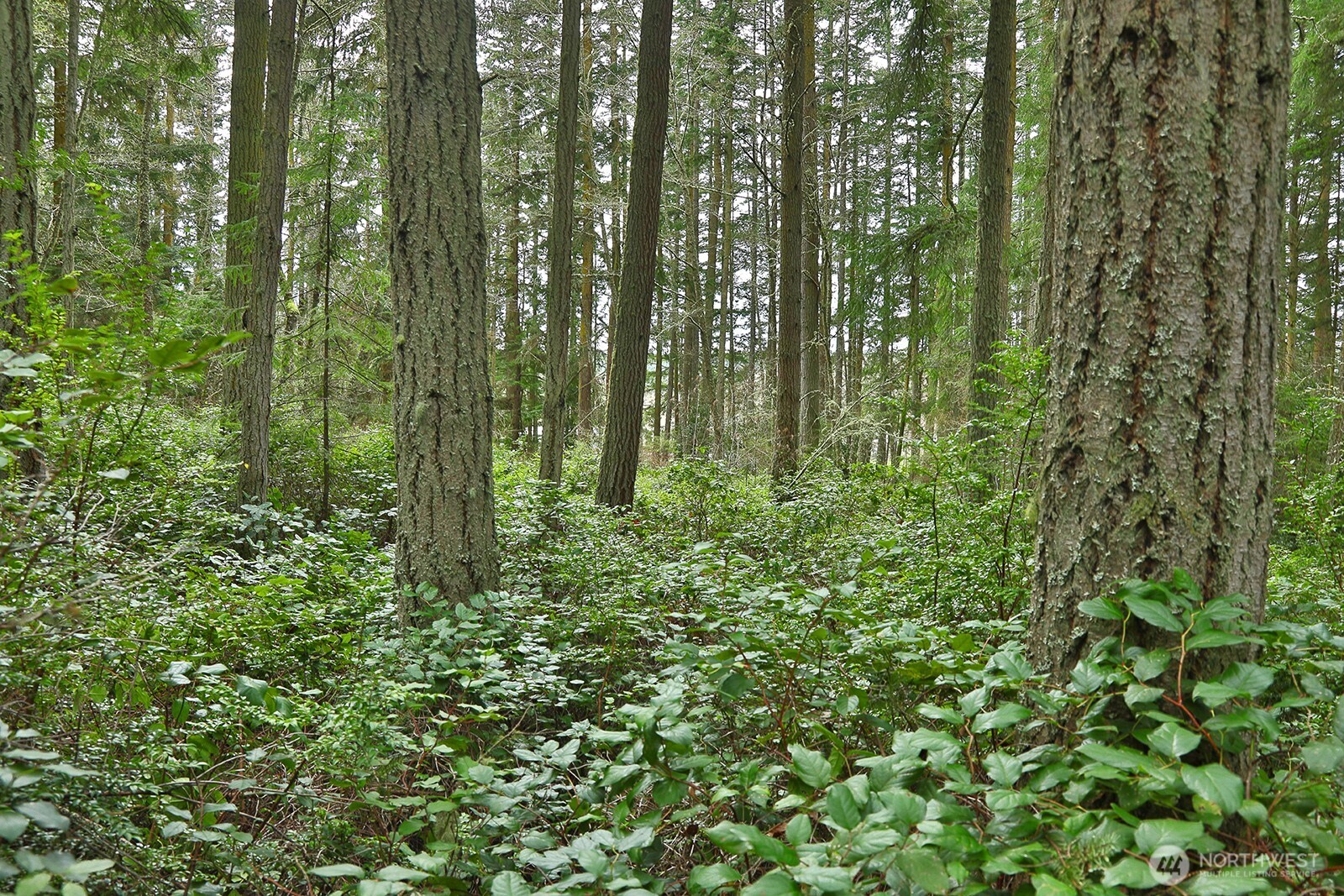 -xxx Mutiny Bay Road Freeland, WA 98249 - Photo 15 of 27 a view of a lush green forest