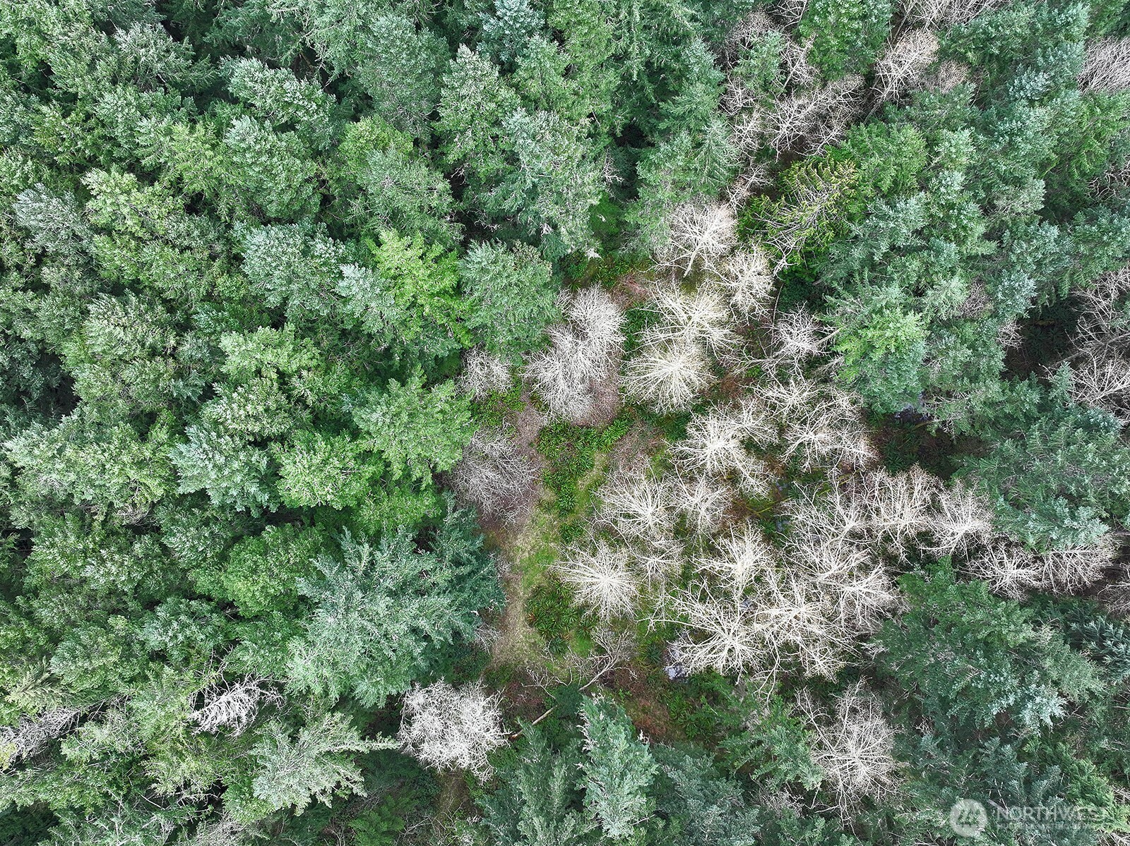-xxx Mutiny Bay Road Freeland, WA 98249 - Photo 26 of 27 an aerial view of residential house with outdoor space and trees all around