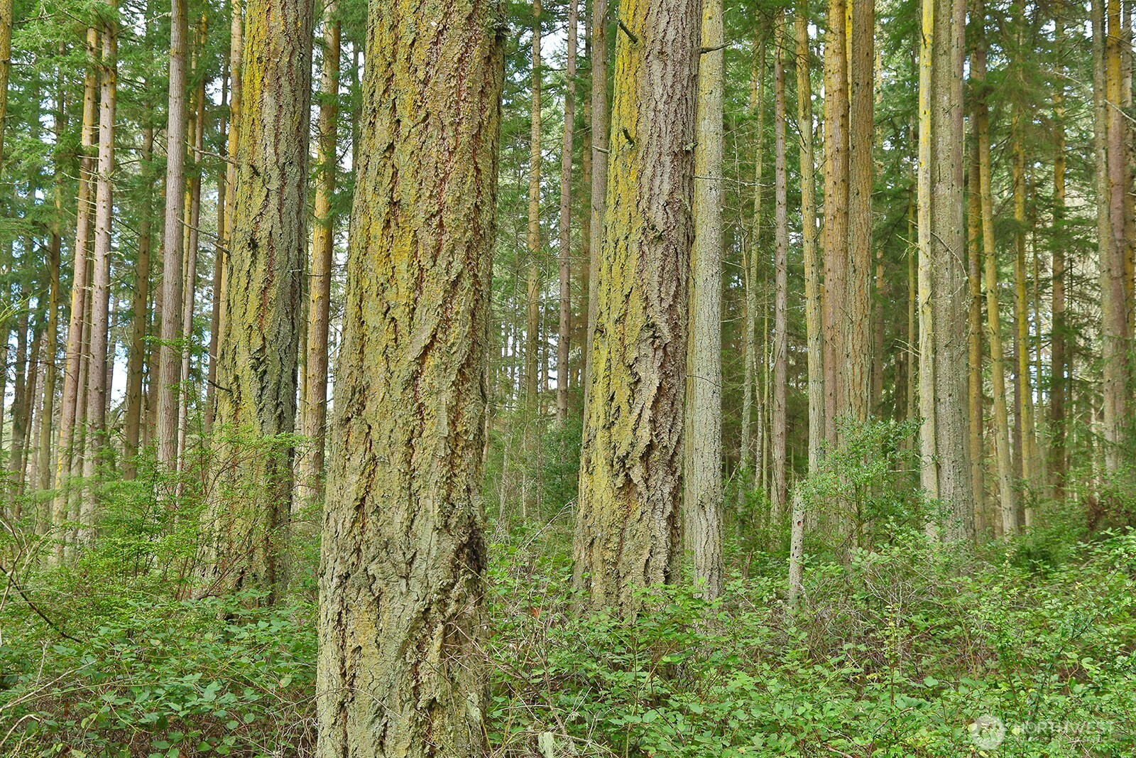 -xxx Mutiny Bay Road Freeland, WA 98249 - Photo 6 of 27 a close view of shower