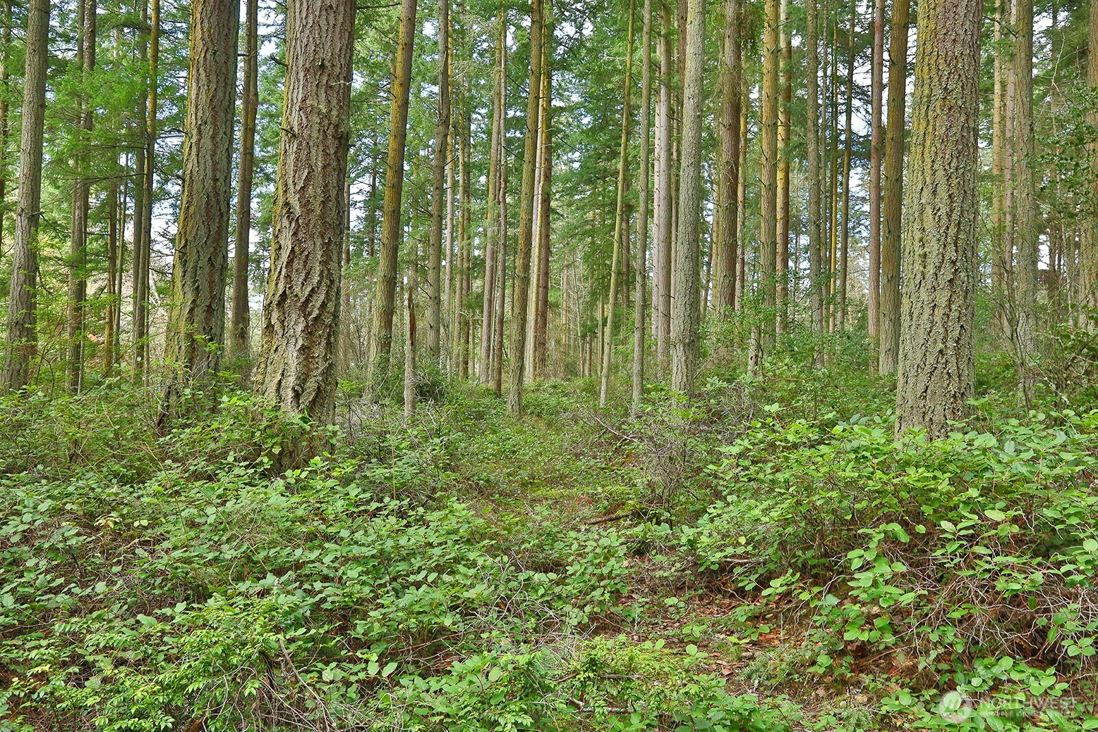 -xxx Mutiny Bay Road Freeland, WA 98249 - Photo 8 of 27 a view of a garden