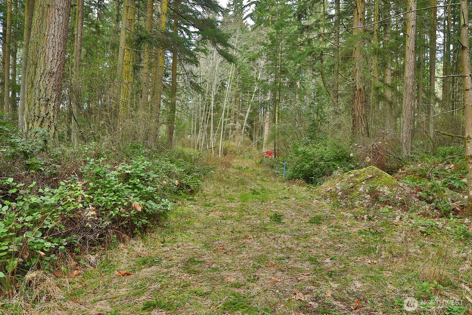 -xxx Mutiny Bay Road Freeland, WA 98249 - Photo 9 of 27 a view of a forest with a tree