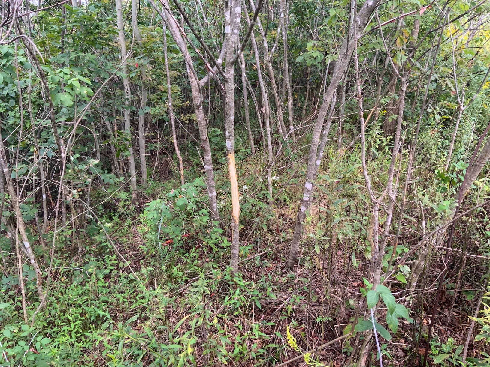 0 East Side Hysell Run Road Pomeroy, OH 45769 - Photo 12 of 33