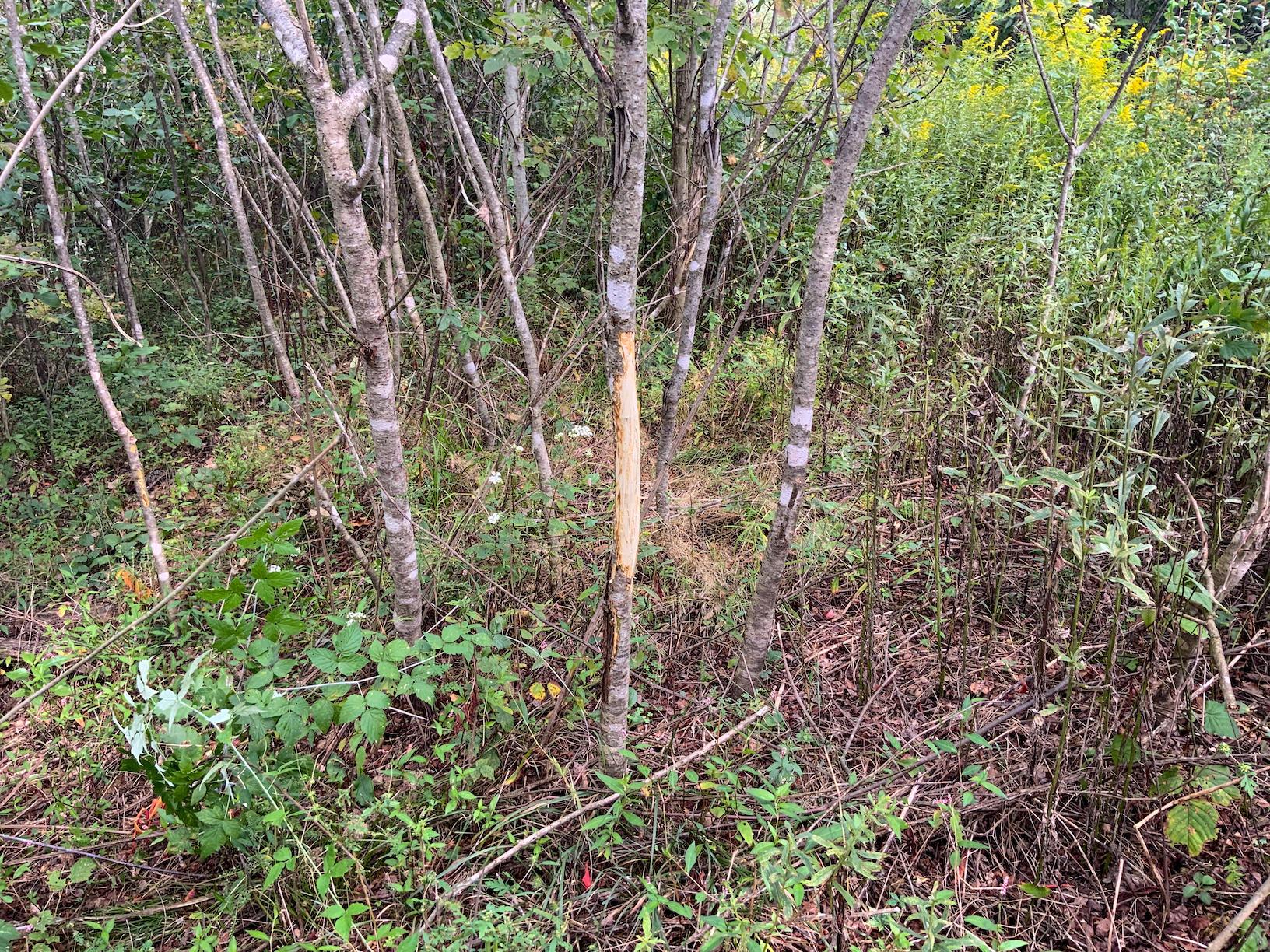 0 East Side Hysell Run Road Pomeroy, OH 45769 - Photo 17 of 33