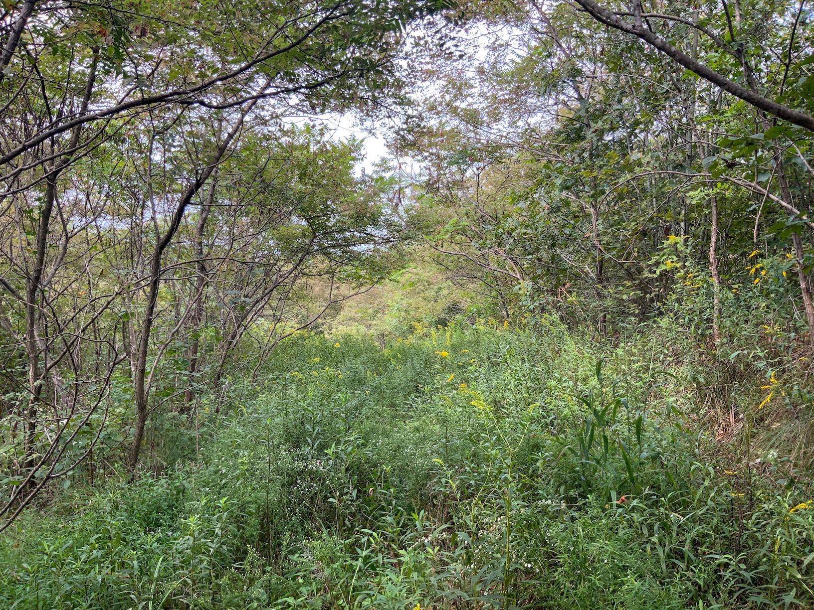 0 East Side Hysell Run Road Pomeroy, OH 45769 - Photo 20 of 33