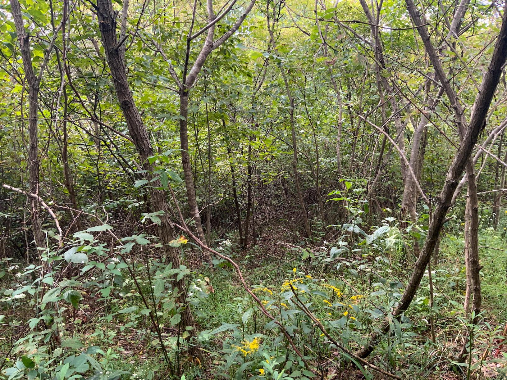 0 East Side Hysell Run Road Pomeroy, OH 45769 - Photo 21 of 33