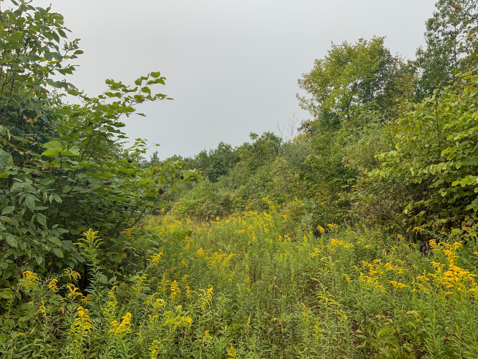 0 East Side Hysell Run Road Pomeroy, OH 45769 - Photo 22 of 33