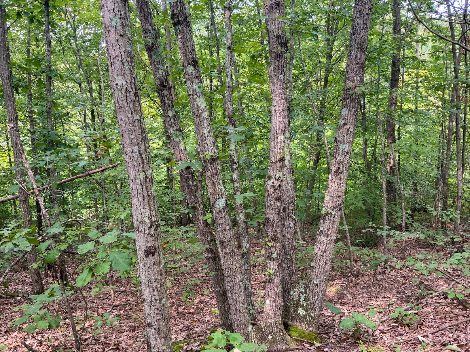 0 East Side Hysell Run Road Pomeroy, OH 45769 - Photo 28 of 33