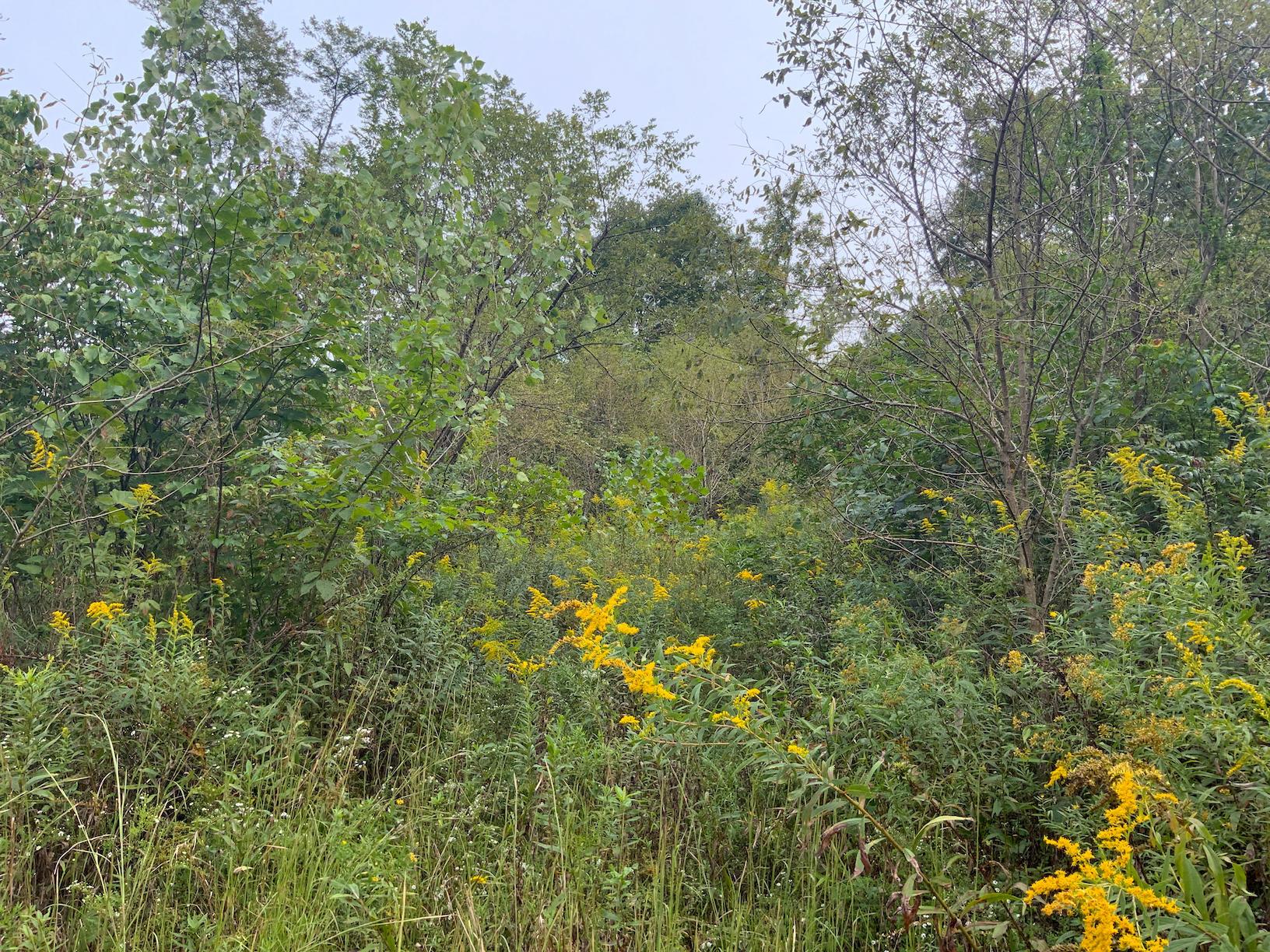 0 East Side Hysell Run Road Pomeroy, OH 45769 - Photo 5 of 33
