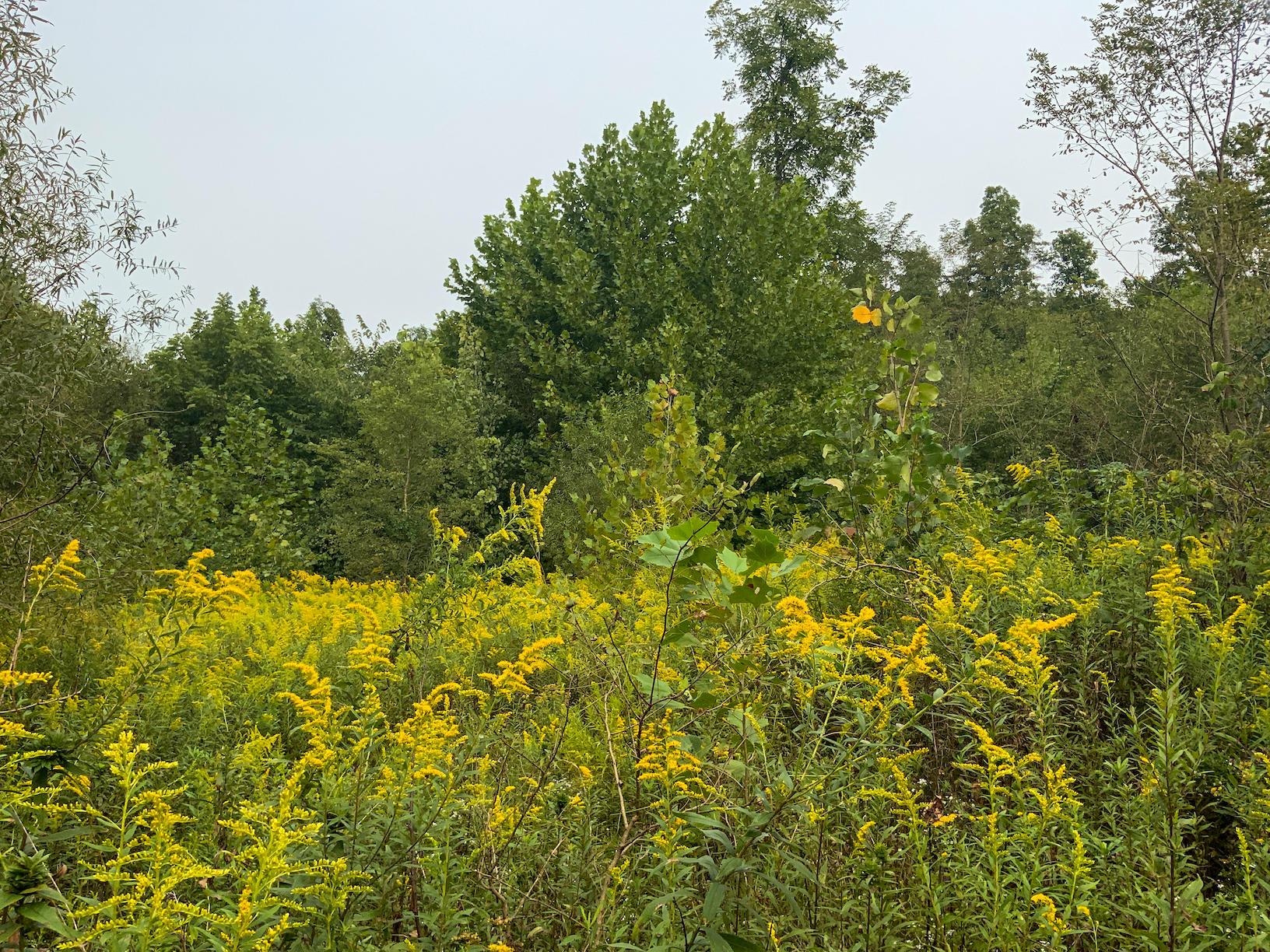 0 East Side Hysell Run Road Pomeroy, OH 45769 - Photo 6 of 33