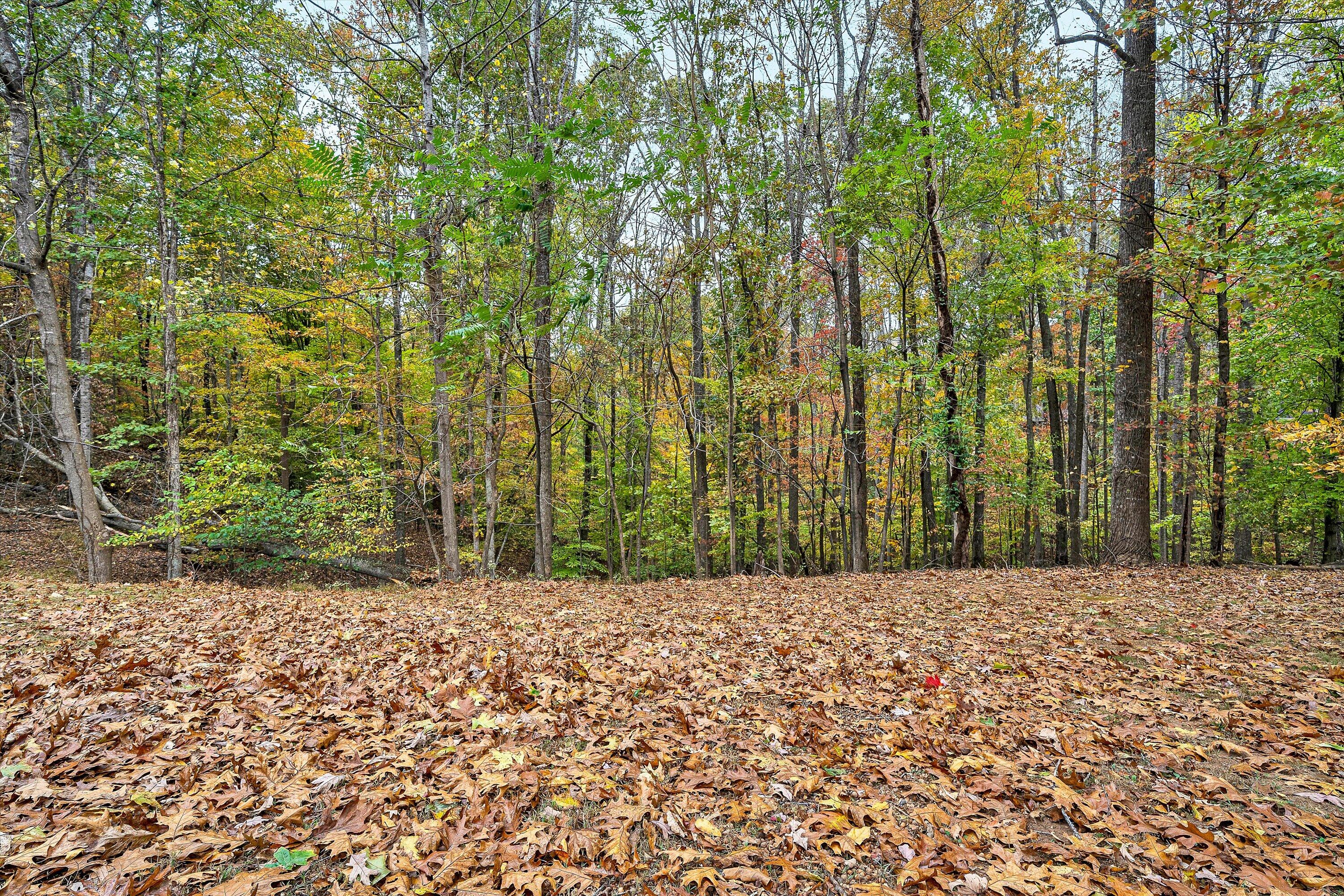 117 Country Lane Thaxton, VA 24174 - Photo 31 of 35 a view of bushes and trees
