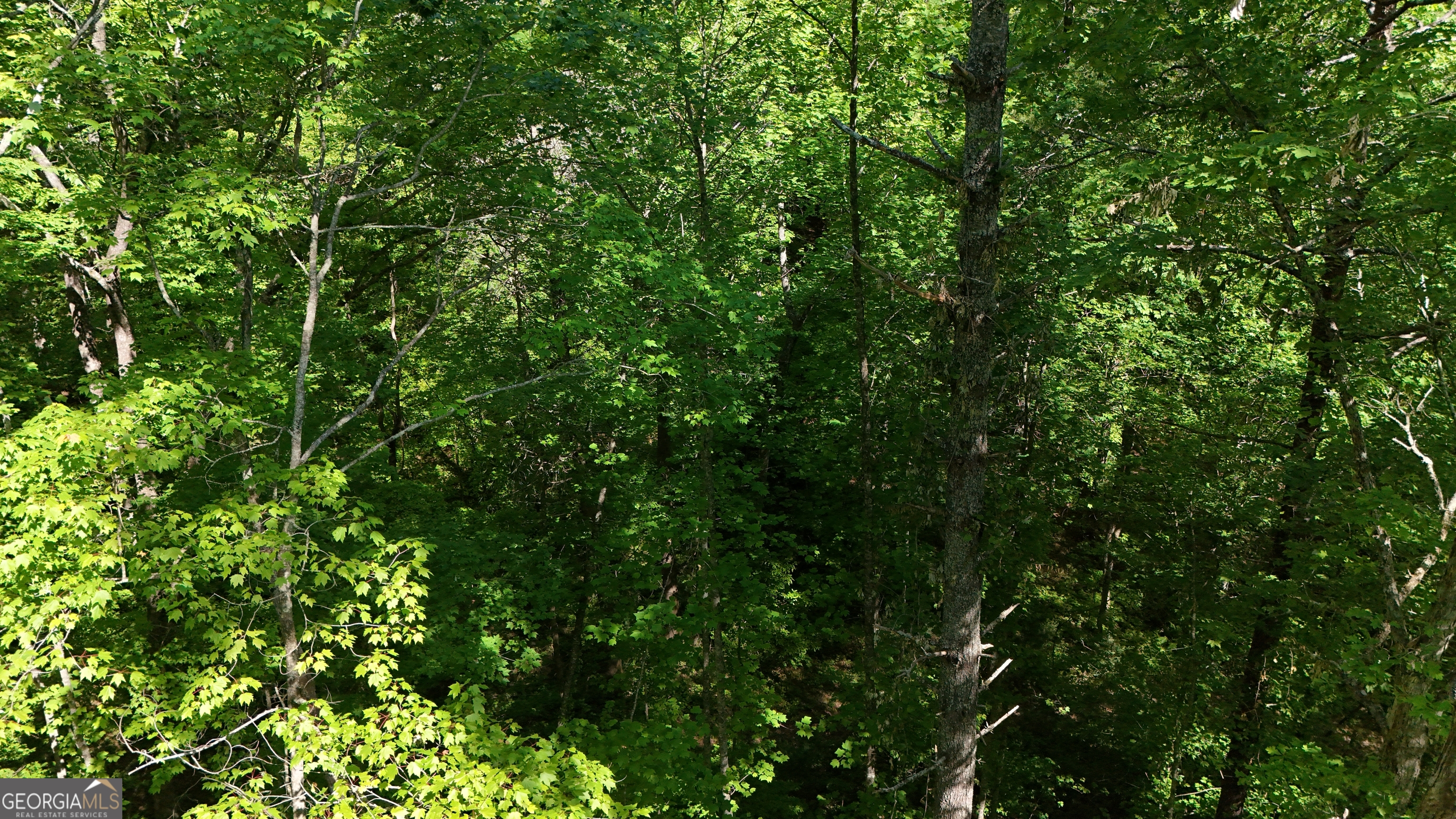 0 Gold Springs Road Ellijay, GA 30540 - Photo 6 of 13