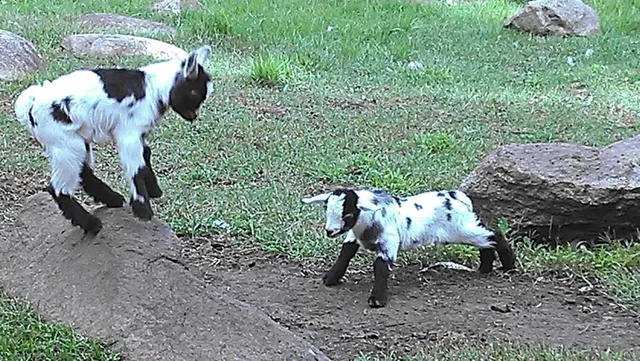 $95,000 | 2945 County Road 4 Southwest, Unit 236, Cokato, MN 55321