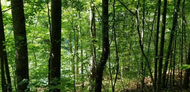 a view of a green yard with lots of trees