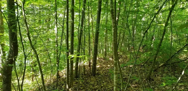 a view of a lush green forest