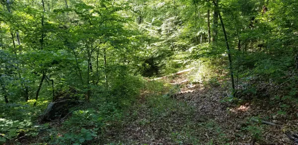 a view of a lush green forest