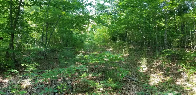 a view of a lush green forest
