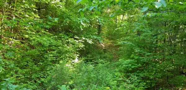 a view of a lush green forest