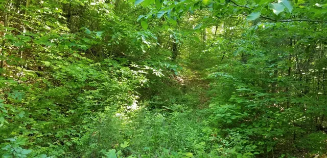 a view of a lush green forest
