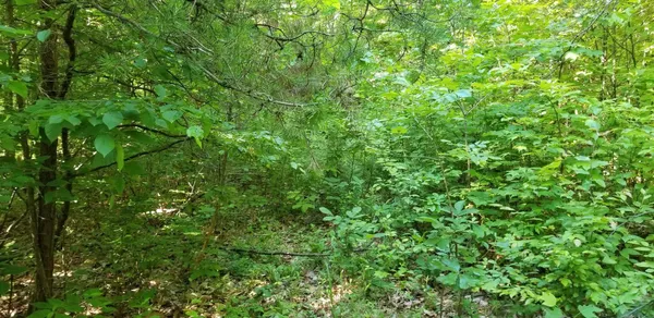 a view of a lush green forest