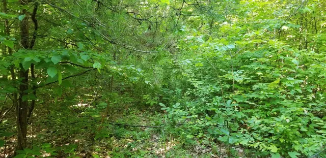 a view of a lush green forest