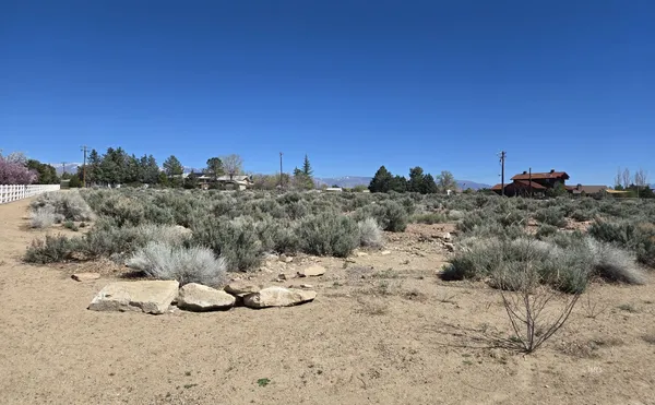 a view of a dry yard with trees