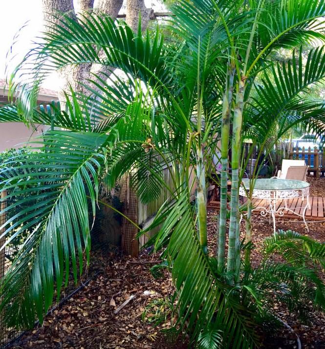 2807 Albatross Road Delray Beach, FL 33444 - Photo 16 of 16 Side Yard2