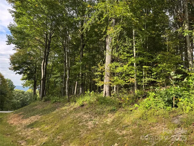 a big yard with lots of green space and trees