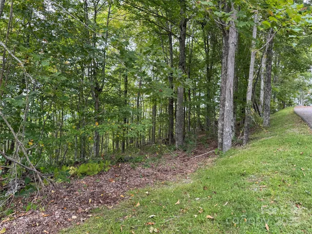 a view of a forest that has large trees