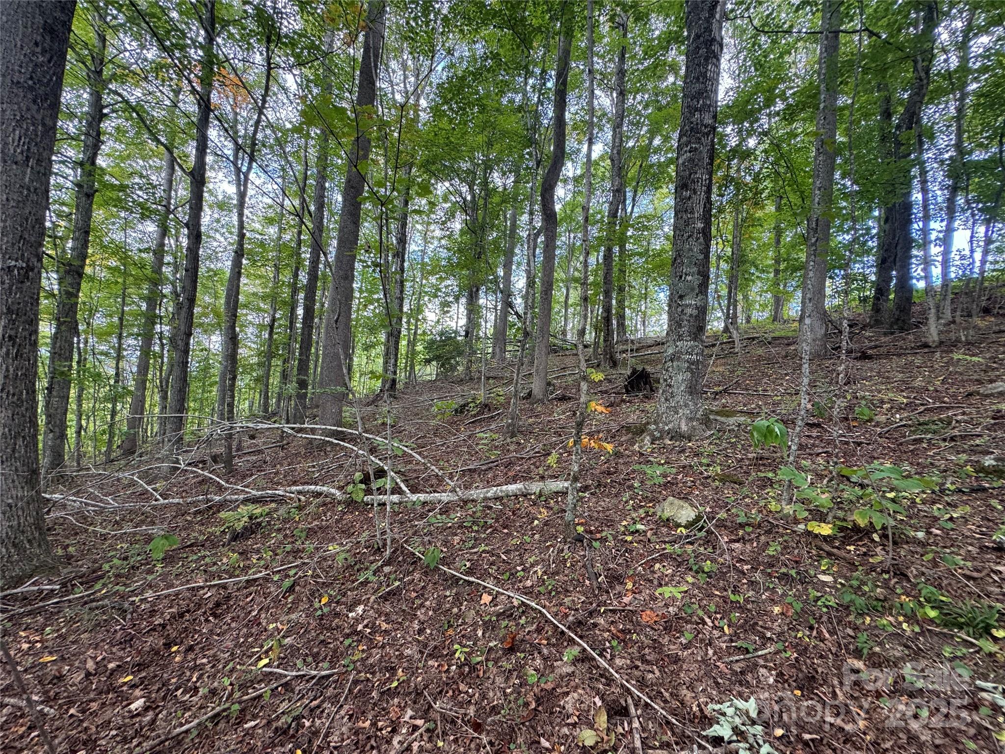 Tbd Bear Paw Road, Unit 15 Elk Park, NC 28622 - Photo 7 of 19 a view of a forest with trees in the background