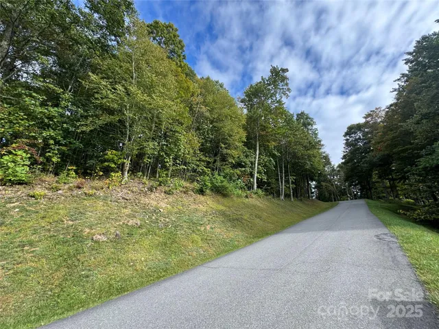 a view of a yard with plants and large trees